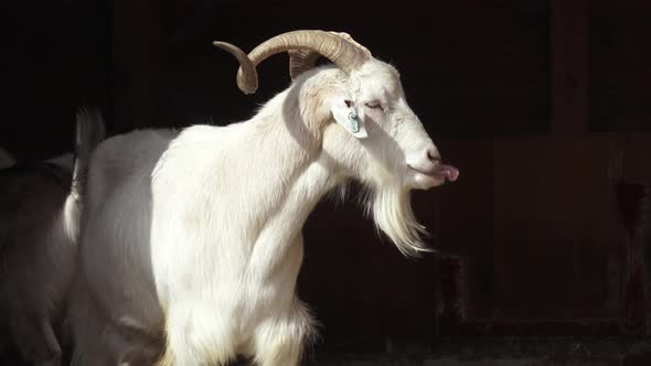 White goats (Capra hircus)
