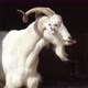 White goats (Capra hircus) - VideoHive Item for Sale