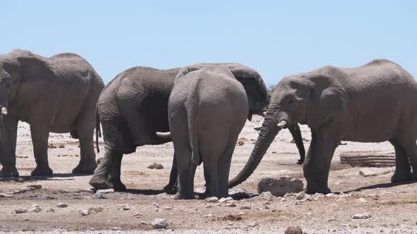 Herd of elephants around an almost dry waterhole  alt