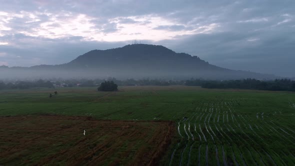 Aerial fly over paddy field with pattern trace of harvester. alt