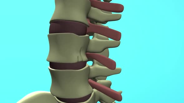 nerve compression of discs 3d medical animation alt