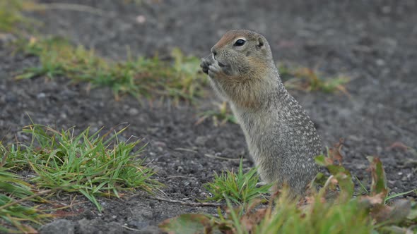 Wild Animal Arctic Ground Squirrel Eating Cracker Holding Food in Paws