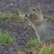 Wild Animal Arctic Ground Squirrel Eating Cracker Holding Food in Paws - VideoHive Item for Sale
