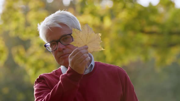 Elderly Greyhaired Man Hiding His Face Behind a Golden Maple Leaf and Looking at Camera From Time to alt