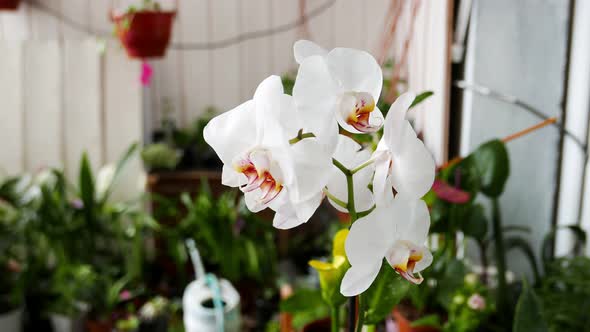 White Phalaenopsis Orchid Flowers in a Flower Garden