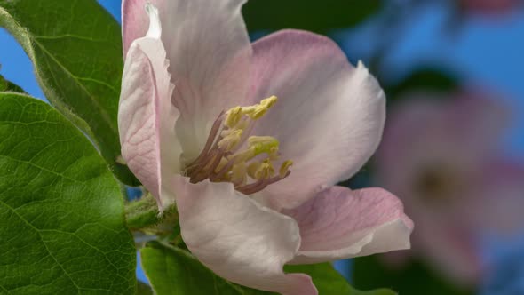 Quince Flower Blossom Timelapse alt