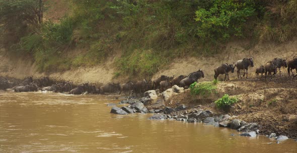 Gnus herd coming out of water alt