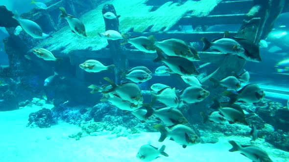 School of Fish and Shark Ray Swimming on Background of a Big Wooden Sunken Ship.