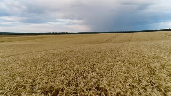 Low Flight Over the Earworms of Ripe Wheat