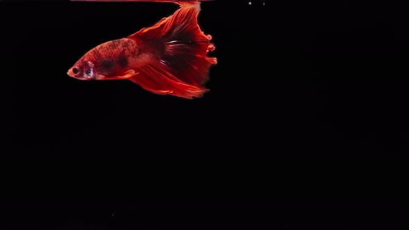 red color Siamese fighting fish alt