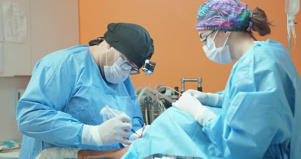 Male Veterinarian in Glasses White Gloves Cap and in Surgical Outfit While He is Operating the Back alt
