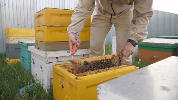 BEEKEEPER OPENING A BEEKEEPING PANEL