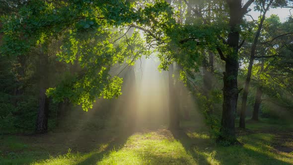 Walk Through the Magic Forest in the Morning. Sun Rays Emerging Though the Green Tree Branches alt