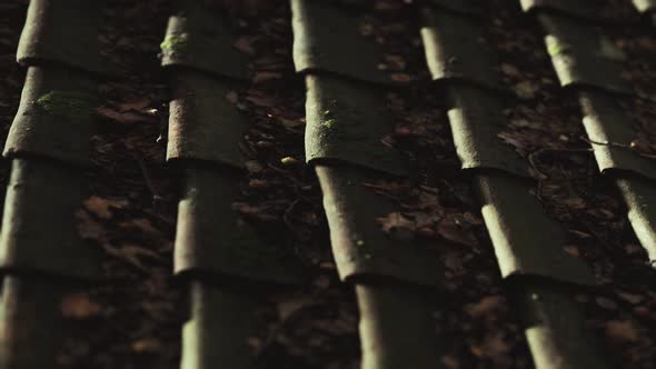 Old Tile Roof with Moss alt