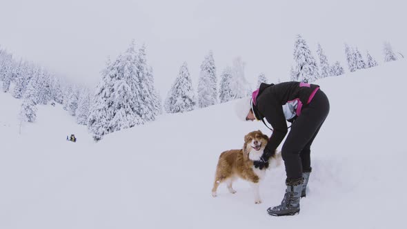 Cleaning snowballs of Australian shepherd