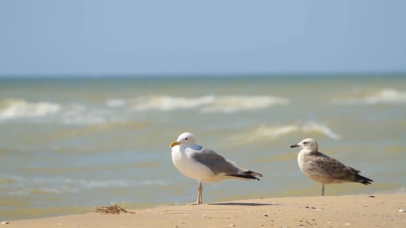 Seagulls In the Sea