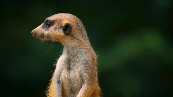 Closeup View of Meerkat Standing and Turning His Head in Different Directions alt