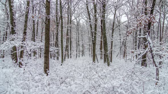 Fresh snow hangs off branches and shrubs in a calm winter forrest. alt