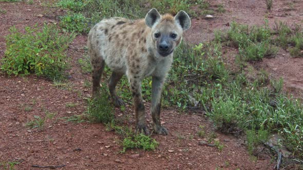 Hyena at Dawn alt
