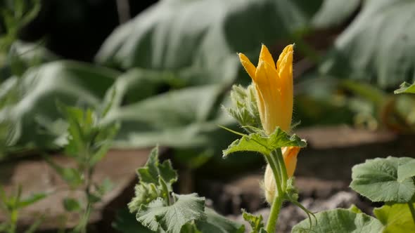 Pumpkin  squash plant      slow-mo 1080p FullHD footage - Yellow flower  of Cucurbita pepo slow moti alt