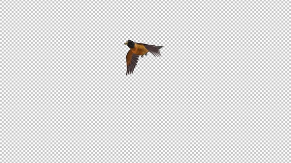 American Robin - Bird Flying Around Screen - Transparent Loop - Alpha Chanel