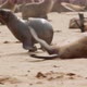 Baby seal is running to its mother, big seal colony, Cape Cross, Namibia, 4k - VideoHive Item for Sale