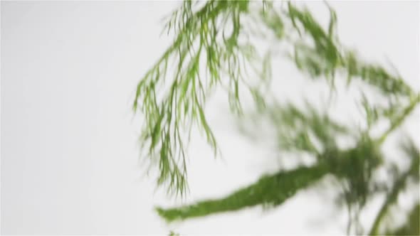 Fresh Dill Falls alt