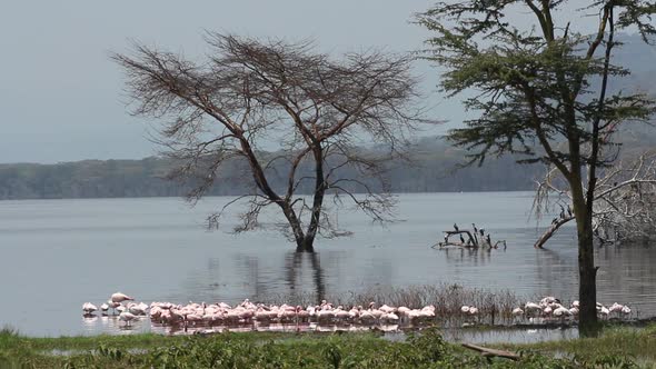Lesser Flamingos - Lake Nakuru National Park alt