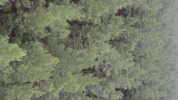 Vertical Video of Trees in a Pine Forest Slow Motion alt