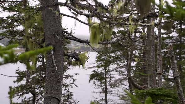 Coastal trees in Newfoundland, Canada with grandpa's beard alt