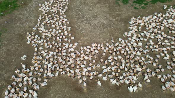 Great White Pelican Pelecanus Onocrotalus Nesting Site alt
