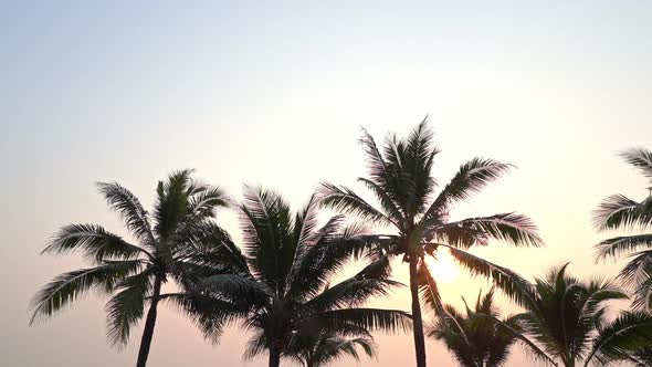 Beautiful tropical coconut palm tree leaf with sunset around sea beach
