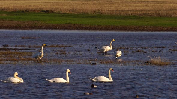 White Swans and Various Minor Birds in Harmony at Lake. alt