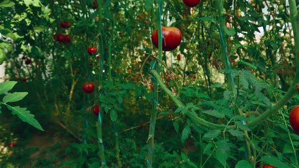 Slider Shot of Local Produce Organic Tomatoes with Vine and Foliage in Greenhouse_02 alt