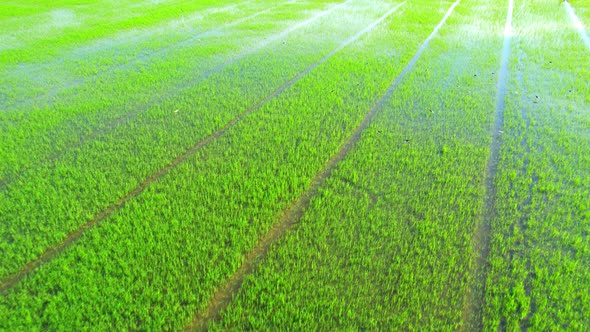 Aerial view of agriculture in rice sapling fields for cultivation alt