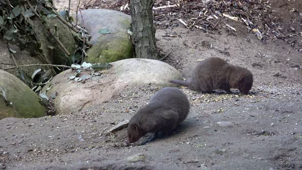 Common dwarf mongoose (Helogale parvula) small African carnivore