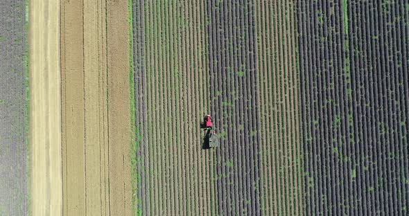 Aerial view, tractor working on a lavender field. Lavender harvest alt