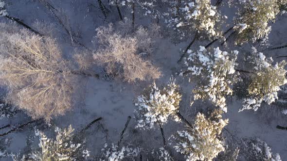 AERIAL: Top Shot of Flying Over Tall Trees Illuminated by Winter Golden Hour Light