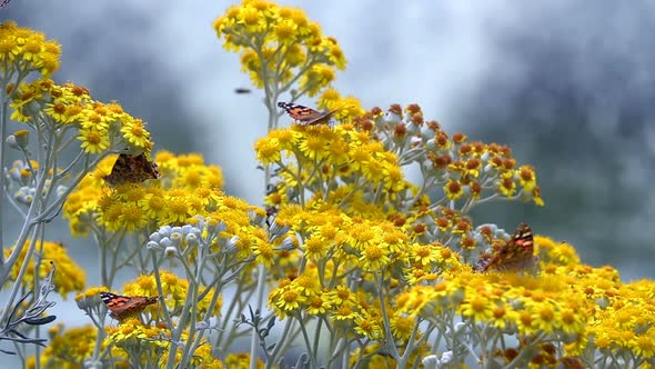 Butterfly Named Vanessa Cardui On Yellow Flowers  alt