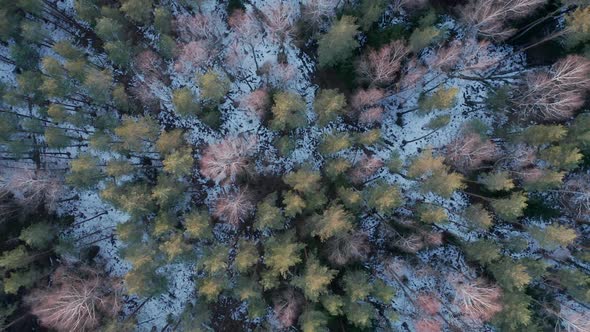 AERIAL: Rotating Top Shot of Vast Forest in Early Spring with Snow on Forest Floor