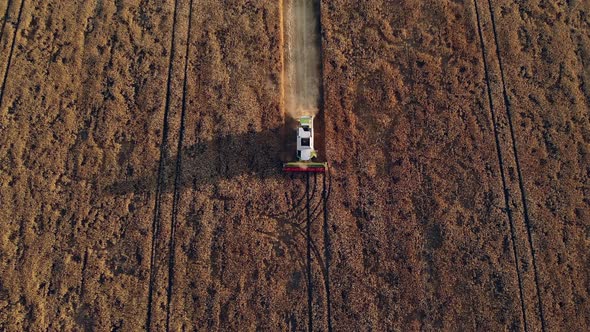 Aerial Drone View Combine Harvester Working in a Wheat Field at Sunset alt
