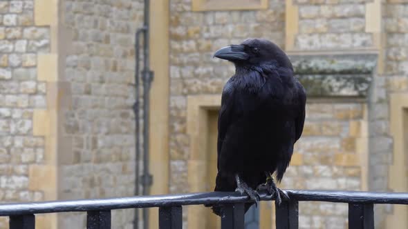 Black Raven at the Tower of London, UK
