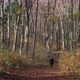 People on the Path in the Woods - VideoHive Item for Sale