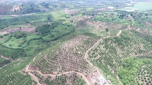 Orange Plantation Arial alt