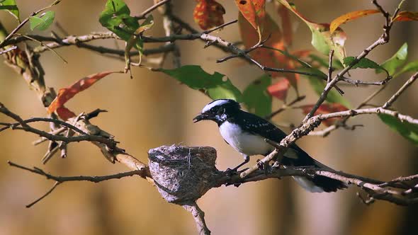White-browed fantail flycatcher in Sri Lanka alt