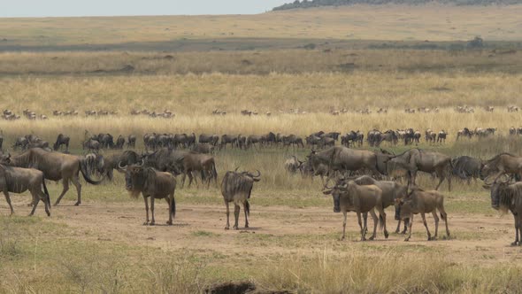 Wildebeests walking on dry plains alt