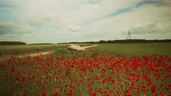 Red poppies on a green agricultural field.