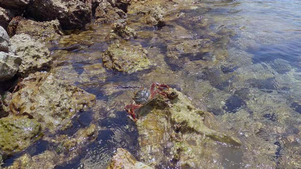 Closeup View of Crabs on Rocks and Beautiful Calm Sea alt