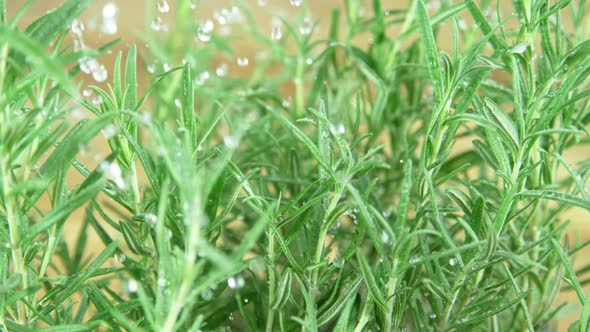 Super Slow Motion Shot of Water Drops Falling on Fresh Rosemary at 1000Fps. alt