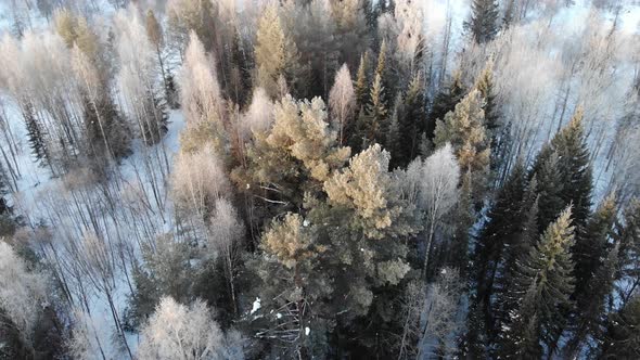 15 Beautiful Winter Forest In The Morning